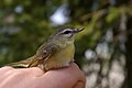 slika 10. Vireo philadelphicus