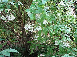 Zenobia pulverulenta