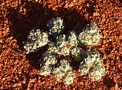 Actinobole uliginosum