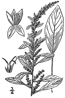 A. tuberculatus