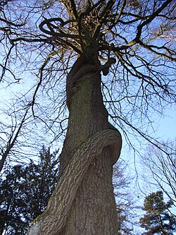 Celastrus orbiculatus