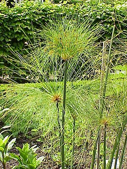 Cyperus papyrus