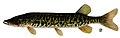 Esox americanus vermiculatus