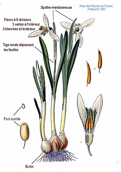 Galanthus nivalis