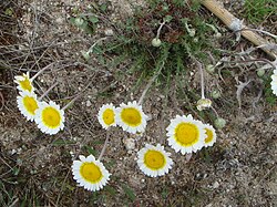 Leucanthemopsis pulverulenta