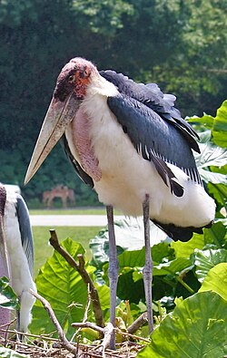 Leptoptilos crumenifer