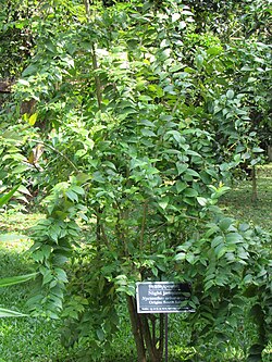 žalobno drvo, Nyctanthes arbor-tristis