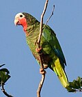 slika 1. Amazona leucocephala