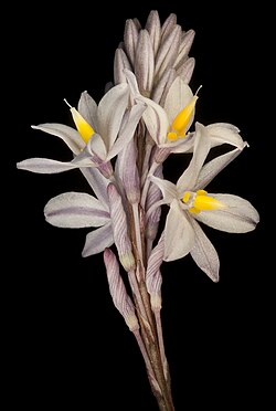 Hodgsoniola junciformis