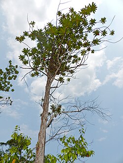 Ploiarium elegans (sin. Ploiarium alternifolium)
