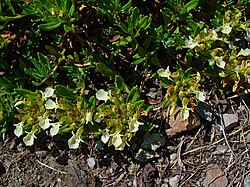 Trava iva, najpoznatiji predstavnik roda dubačac