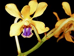 Vanda testacea