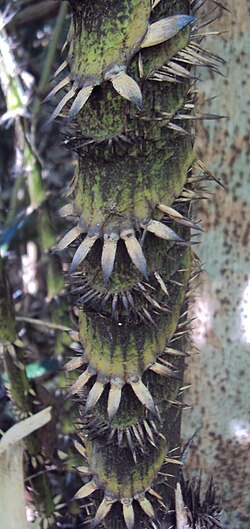 rotang ili španjolska trstika