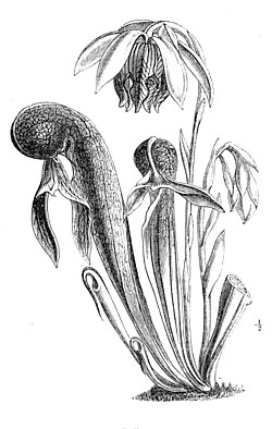 D. californica