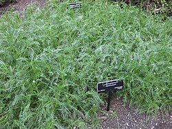 Lasiospermum bipinnatum