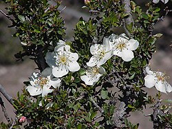 Lindleya mespiloides