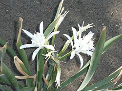 Pancratium maritimum