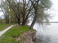 Dunav u Borovu