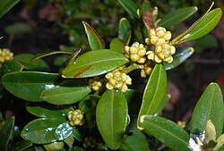 B. sempervirens, vazdazeleni šimšir.