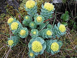 Ružičasti žednjak ili zlatni korijen