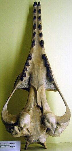 Donja strana odljeva lubanje, Museum für Naturkunde, Berlin