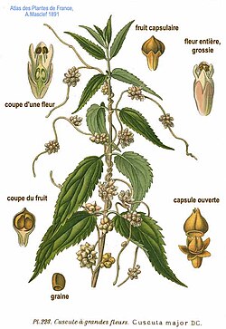 Cuscuta europaea, ilustracija