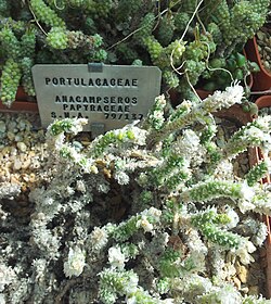 Anacampseros papyraceae