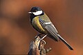 slika 2. Parus major