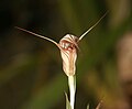 Pterostylis coccina