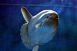 Mola mola, poznata i kao bucanj, morski mjesec, samoglava (samogłów)