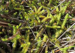 Lateristachys lateralis