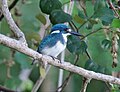 Alcedo coerulescens