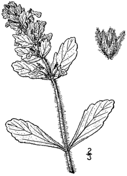 Ajuga genevensis