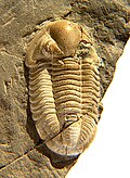 Cummingella belisama