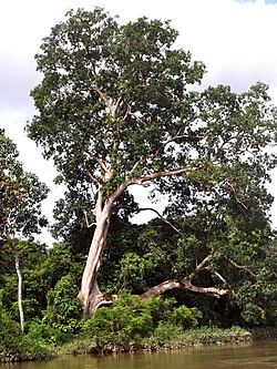G. renghas