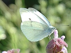Kupusni bijelac (Pieris brassicae)