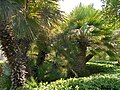 Mediteranska lepezasta palma (Chamaerops humilis)