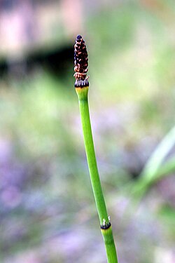 Equisetum laevigatum