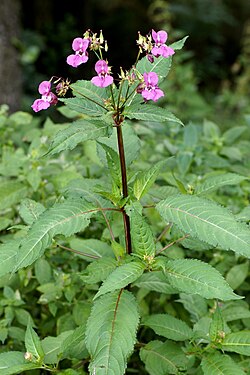 Impatiens glandulifera
