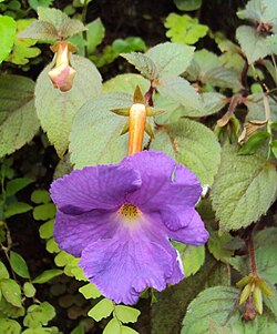 Achimenes longiflora