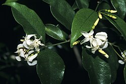 Alafia caudata