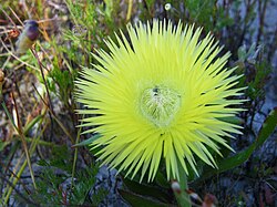 Carpanthea pomeridiana