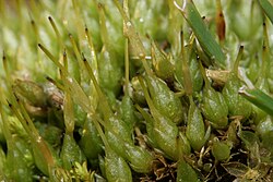 Funaria hygrometrica