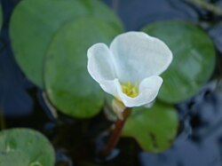 Hydrocharis dubia