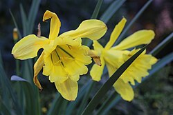 Paramongaia weberbaueri