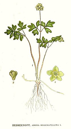 Adoxa moschatellina