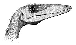 Profil vrste Coelophysis bauri