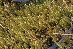 Calliergonella lindbergii