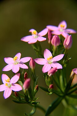 Centaurium pulchellum