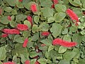 Acalypha chamaedrifolia